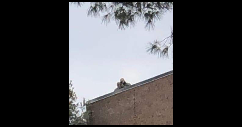 Report: Pelosi Security Points Gun at Trump Supporters From New Jersey Rooftop